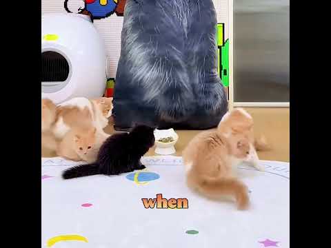 Do you know the benefits of having a black cat? 🐱🙈✨ #cat #pets #shorts #funny #cute #fyp