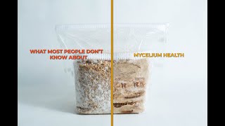 Grow bigger, stronger, and more resilient mushrooms by understanding mycelium age