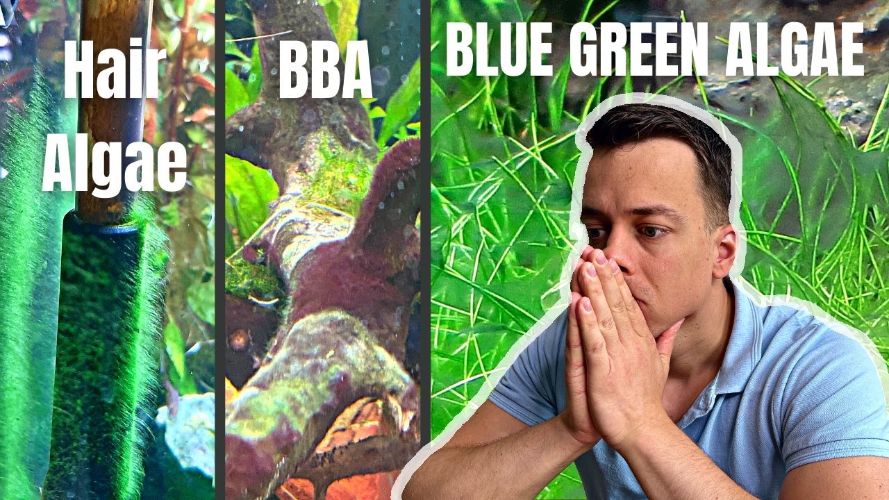 REACTING TO YOUR ALGAE ISSUES! SUBSCRIBERS ALGAE REVIEW EP#1