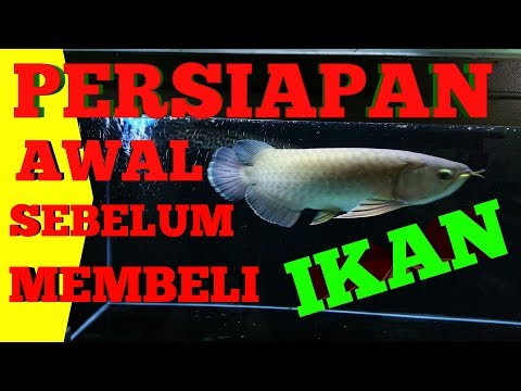 Download 85 Background Aquarium Arwana Jardini HD Terbaik