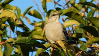 Download Lagu Speedy, Fluffy, Kali, Juvenile Female Turkey and California Scrub Jays Thumbnail