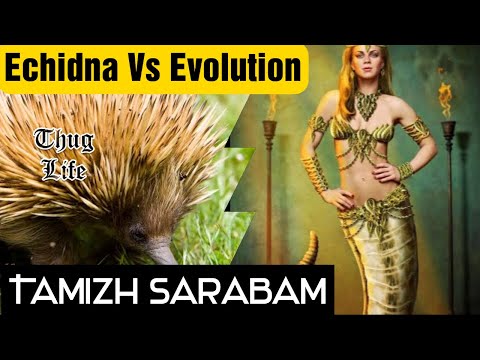 Echidnas Vs Evolution || Biological Magic || Tamizh Sarabam || Charles Darwin