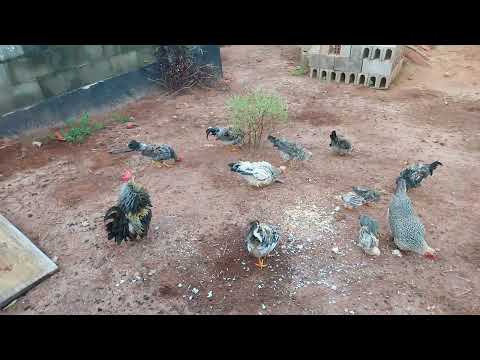 Mi gallinas. Rondon Paraná. 