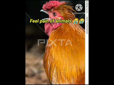please save animals 🐓🐓# Bhavya #yt # short