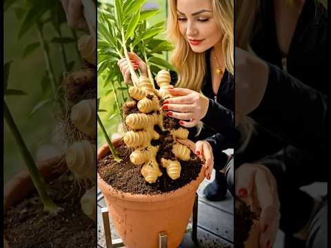 Easy DIY Garden Ideas to Grow Ginger in Containers at Home 🫚🫚🫚
