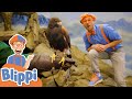 Blippi Feeds And Plays With The Animals At The Zoo Educational Videos For Kids