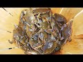 Best Place To Crab In New Jersey