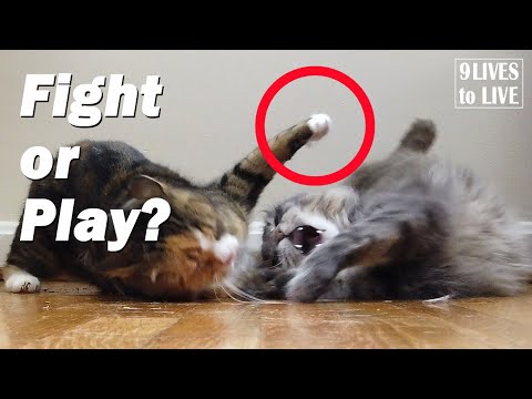 7 Clues to Tell if Your Cats are Fighting or Playing