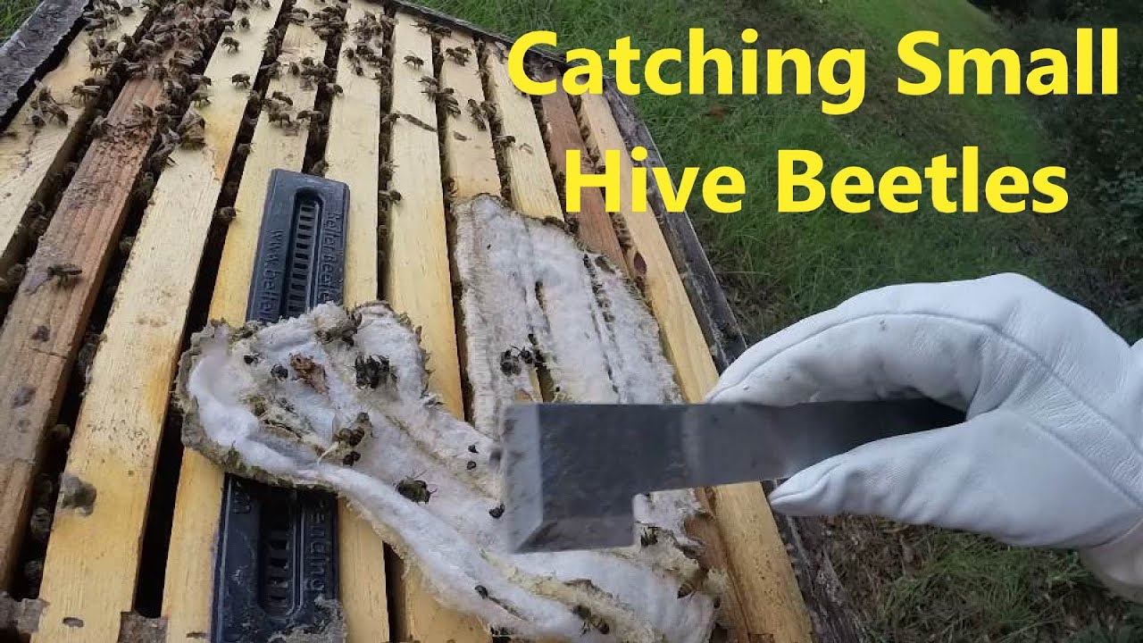 Weak Hive Inspection & Hive Condensing