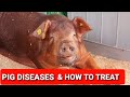 Understanding Common Diseases in Pigs: Treatment & Prevention Guide