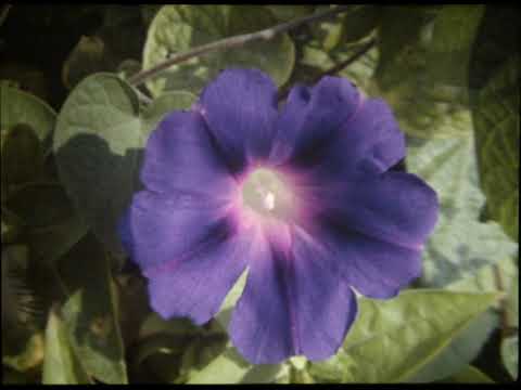 Klonimir Seršić - FILM - Baška 1980   Jesen u Baški