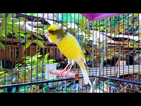 Most Beautiful Yellow Canary Singing - Canary Training Song