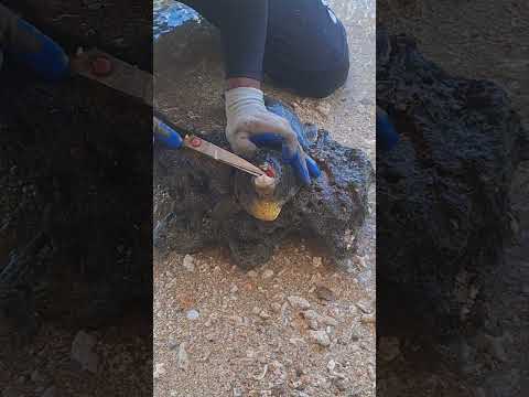 Wait… what’s stuck on this pufferfish ?!😱