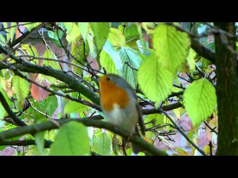 Rotkehlchen singt im Hertener Schlosspark.
