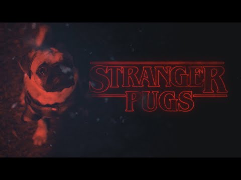 Stranger Pugs - Bacon The Pug