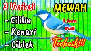 Download lagu 3 variasi mewah suara gelatik batu gacor full isian || Masteran gelatik batu gacor mp3 Download lagu 3 variasi mewah suara gelatik batu gacor full isian || Masteran gelatik batu gacor mp3