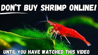 Shrimp Buyers BEWARE: 7 Tips to Ensure a Successful Online Purchase!