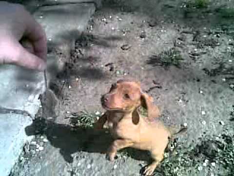 Pegica 3. bliski susret sa misem Banatski Dvor 09.05.2011.