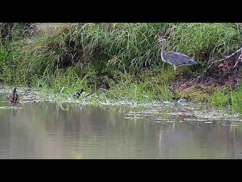 Djuma: Terrapin at foam nest-then Water Monitor Lizard and Grey Heron - 07:14 - 01/07/21