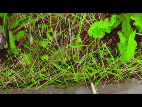 download lagu mp3 mp4 Narbi Price, download lagu Narbi Price gratis, unduh video klip Narbi Price