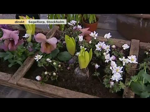 Så skyddar du vårblommor mot frost och rådjur - Nyhetsmorgon (TV4)