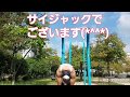 【筋トレ】バック懸垂で逆三角形の肉体を作る!