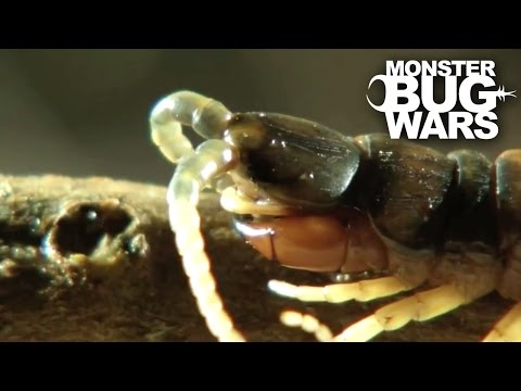 Desert Centipede Vs Trapdoor Spider | MONSTER BUG WARS