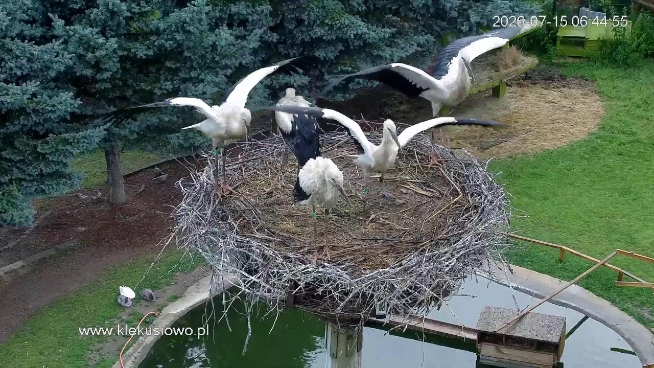 Live webcam view of Klekusiowo Stork Nest Cam