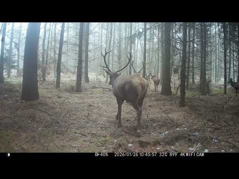 Przegląd byków przed sezonem. Zrzuty 2026 #zrzuty #zrzuty2026