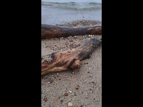 Beach in last day of winter #beach #sea #spring #meditation #nature #naturelovers #video #lithuania