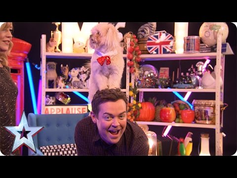 Stephen does a trick with Trip Hazard and he’s just TOO cute | Britain’s Got More Talent 2016
