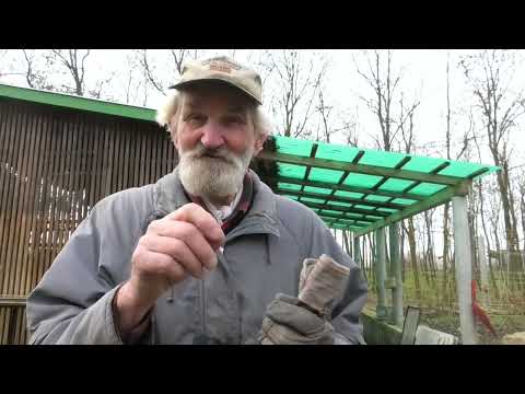 Bugaszegi szösszenetek - A Janibácsi igyekszik