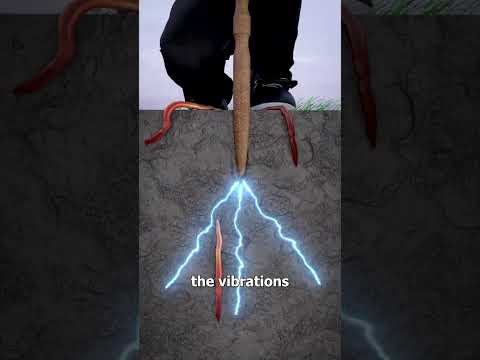 How Worm Charming Works 🤔