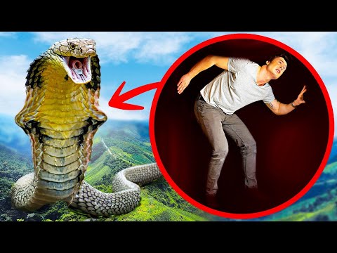 Que se Passerait-il si le plus Gros de tous les Serpents t’Avalait ?