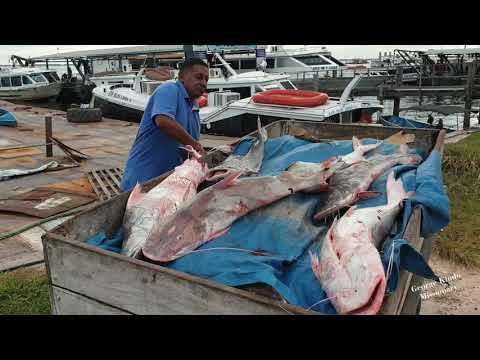 At the bank of the Amazon river (part 2)