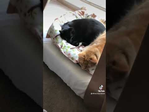 Cat surrender