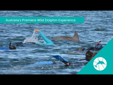 Dolphin Discovery Centre Bunbury
