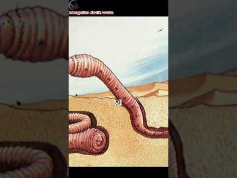 The Mongolian Death Worm: Enigmatic Cryptid or Lethal Reality? #Mongolian #DeathWorm #folklore