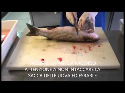 download lagu mp3 mp4 Bottarga Di Muggine, download lagu Bottarga Di Muggine gratis, unduh video klip Bottarga Di Muggine