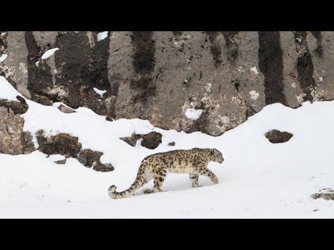 THE VELVET QUEEN - Laemmle Theatres