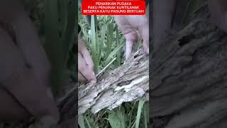 Download lagu PENARIKAN PUSAKA PAKU KUNTILANAK RATUSAN JUTA #viral #pusaka #mustika #hartakarun #parodi #hiburan mp3 Download lagu PENARIKAN PUSAKA PAKU KUNTILANAK RATUSAN JUTA #viral #pusaka #mustika #hartakarun #parodi #hiburan mp3