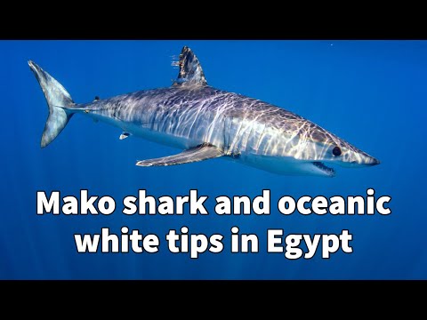 Mako Shark and Oceanic Whitetips at our Safetystop
