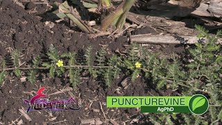 Weed of the Week #1051 Puncturevine (Air Date 5-27-18)