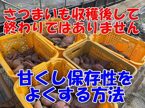 園芸 コロシンスの収穫と保管