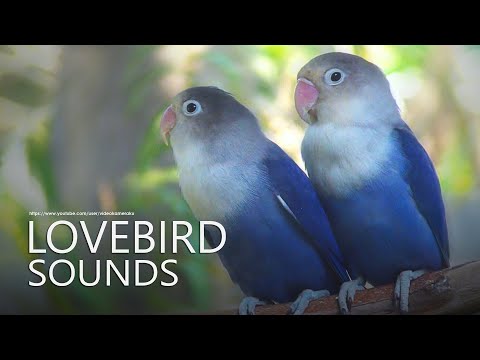 Lovebirds Chirping Sounds - Two Violet Fischers - Calm and Constant Sounds