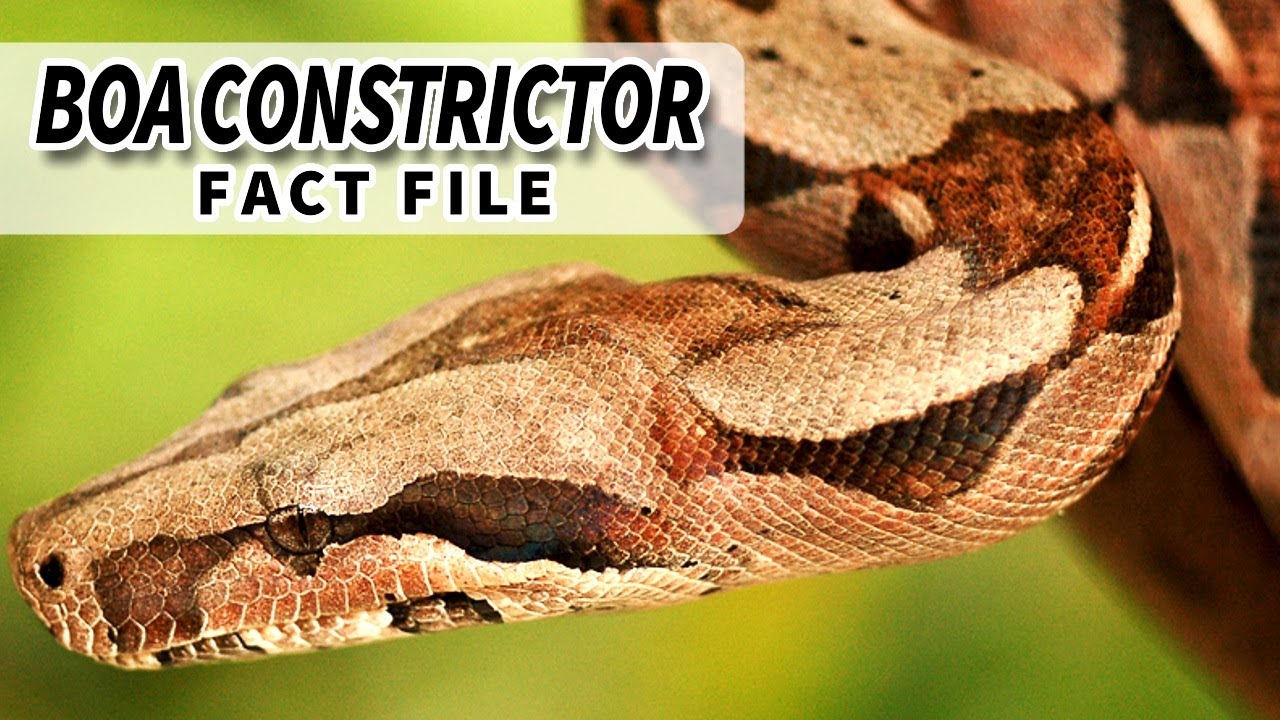 Why do boa constrictors live in the rainforest?