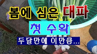 [텃밭농부 1,511]  모종 심어 2달 키운 대파. 첫수확 후 3차 웃거름 주기 #대파재배
