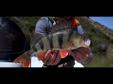 Züri Fischt "Egli" / Ebro Barsch / Grossbarsch