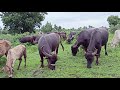 Buffalo Videos with Buffalo Sounds | Amazing Buffaloes | Buffalo and Cow Videos