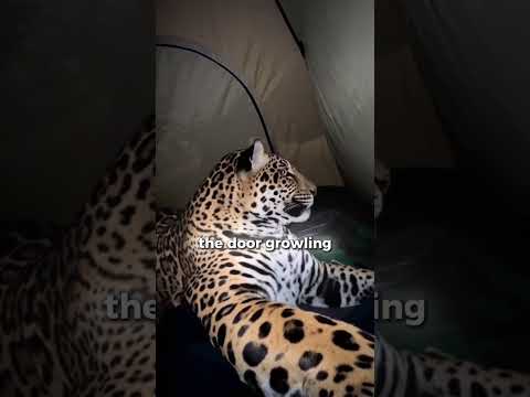 This Jaguar Refused to Let Him Leave His Tent 🐆❤️ #shorts #animals